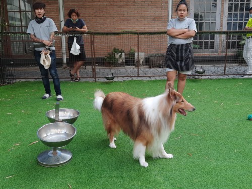 At a dog cafe in Ekamai. These places are popular with younger, aspirational Thais.