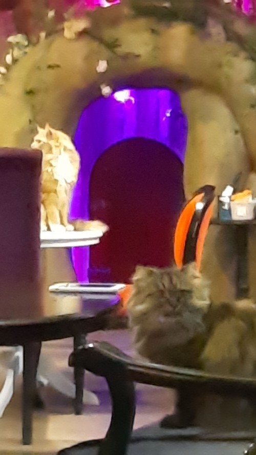 This cat cafe is themed after "Alice in Wonderland"