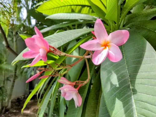 These grow everywhere in Bangkok, in hundreds of amazing hues.